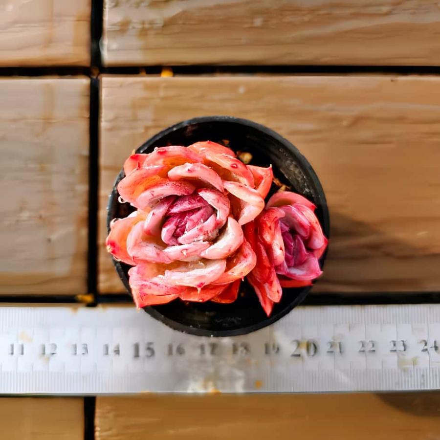 多肉バイキング】農園直売 寄せ植え エケベリア属 落桜（2頭）プラグ