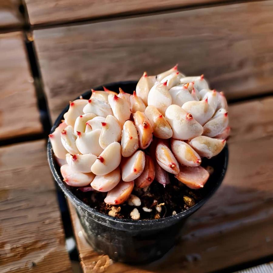 【多肉バイキング】農園直売  寄せ植え エケベリア属　リトルジョー（2頭）プラグ苗　ポット苗　観葉植物 多肉植物　インテリア 多肉専門VERVE（Yahoo!・多肉専門VERVE）