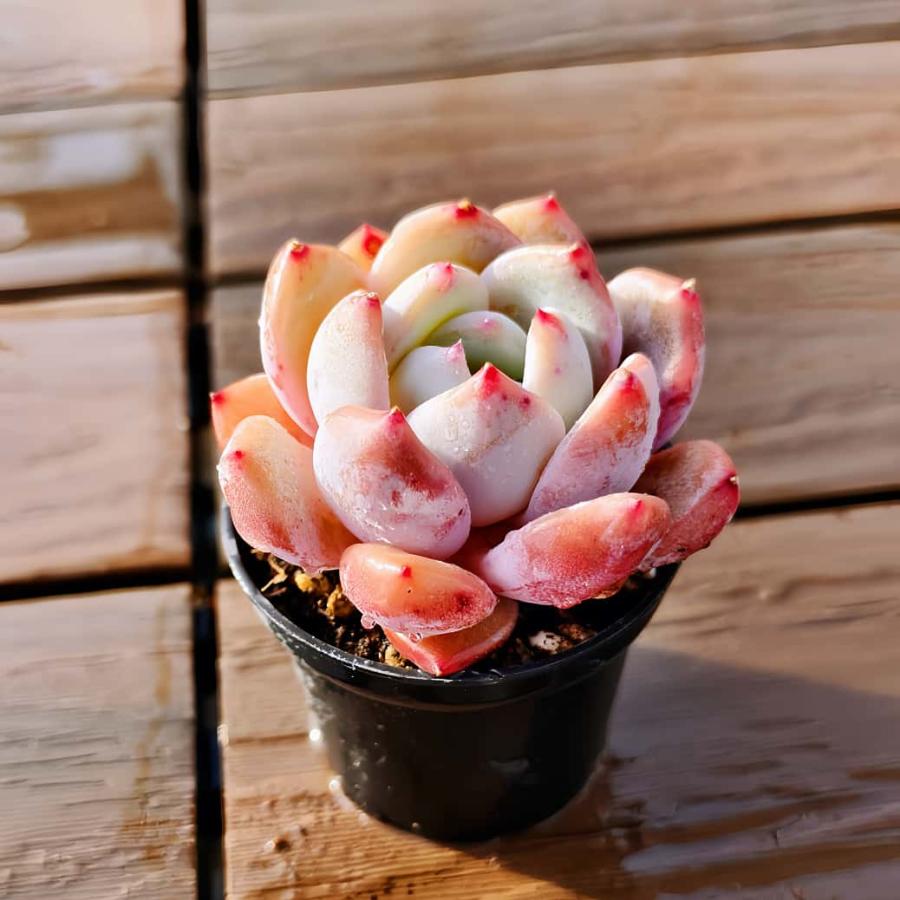 多肉バイキング】農園直売 寄せ植え エケベリア属 オレンジモンロー