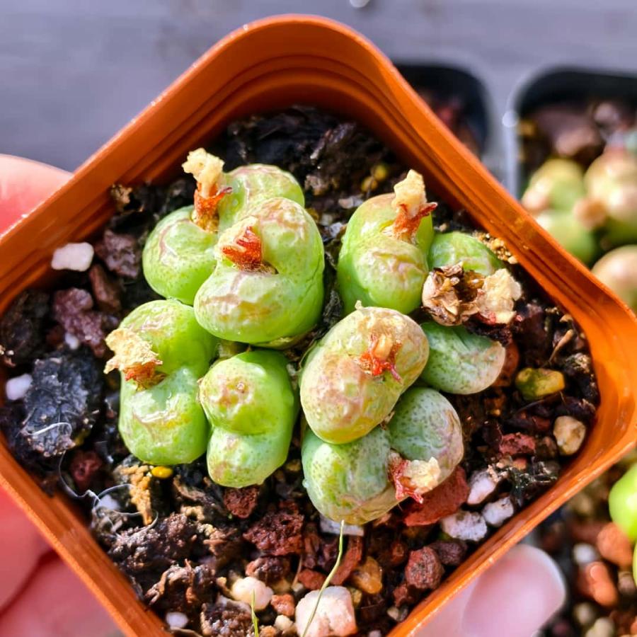 農園直売 多肉植物 コノフィツム属 モンキーマスク 超お得 メセン 観葉