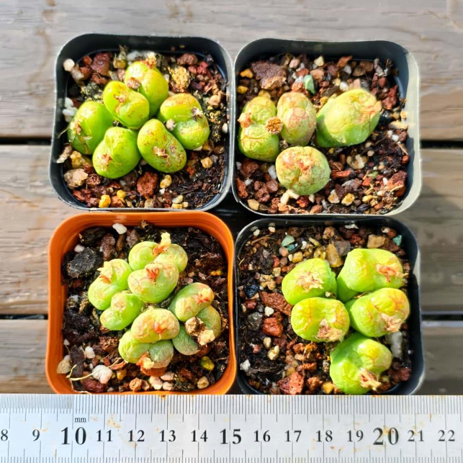 Top【選抜株】多肉植物　21288トラフィックライト 12個　鉢無し 農園直売 多肉植物 コノフィツム属 モンキーマスク 超お得 メセン 観葉