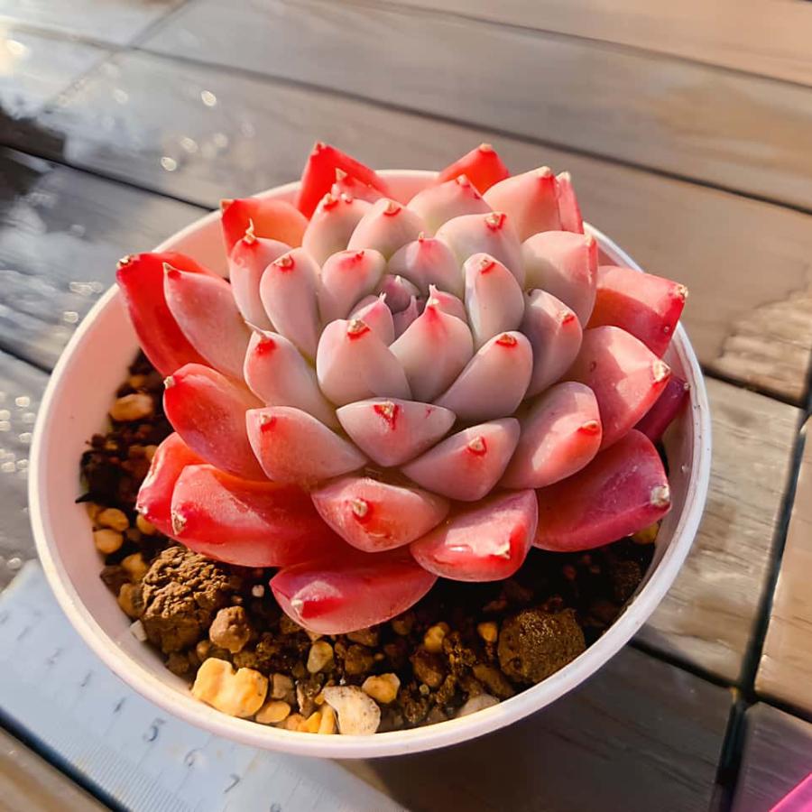 農園直売 多肉植物 寄せ植え エケベリア属 紅袖（単） 観葉植物