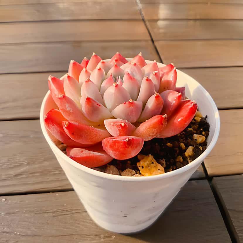 農園直売 多肉植物 寄せ植え エケベリア属 紅袖（単） 観葉植物