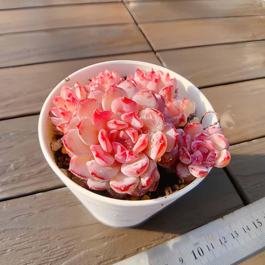 農園直売 多肉植物 寄せ植え エケベリア属 ロビン（群）Echeveria