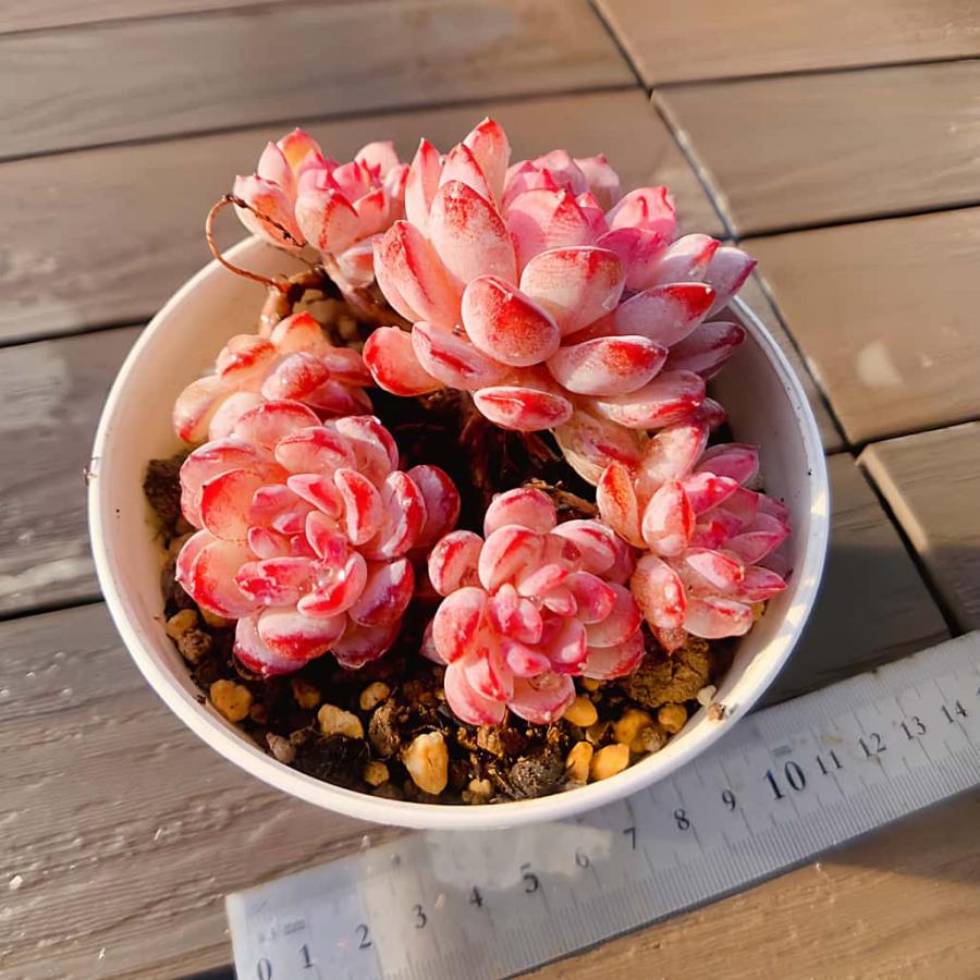 Top【選抜株】多肉植物　360441ロビン　50個　プラグトレー苗 農園直売 多肉植物 寄せ植え エケベリア属 ロビン（群）Echeveria