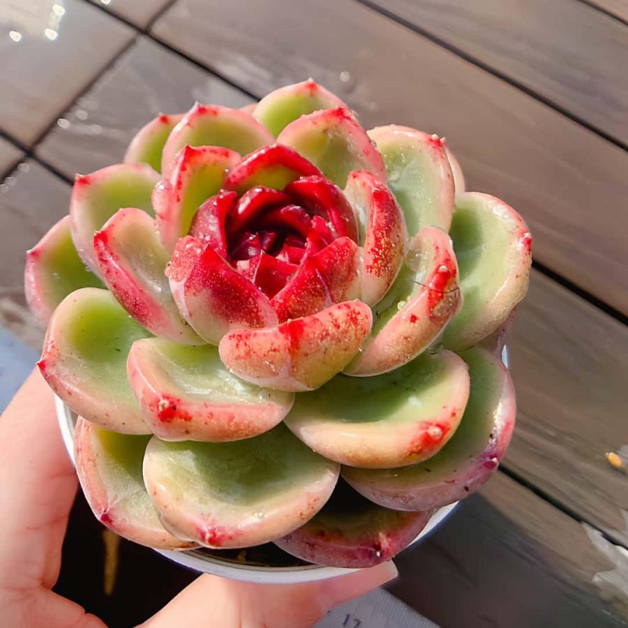 実生苗　多肉植物　エケベリア　⑪ 農園直売 多肉植物 寄せ植え エケベリア属 火焔山（単）観葉植物
