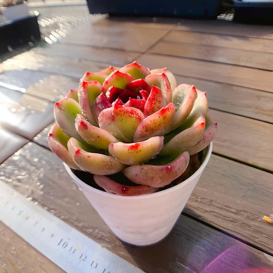 農園直売 多肉植物 寄せ植え エケベリア属 火焔山（単）観葉植物