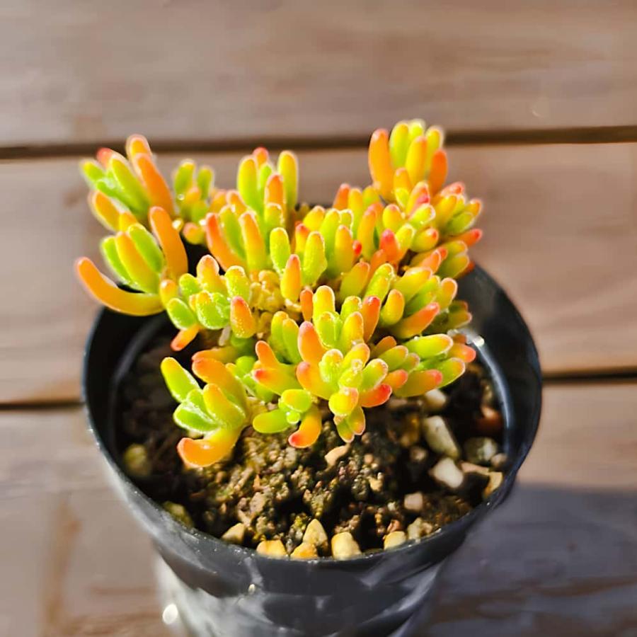 農園直売 多肉植物 寄せ植え ドロサンテマム 蛍光兎（群）観葉植物