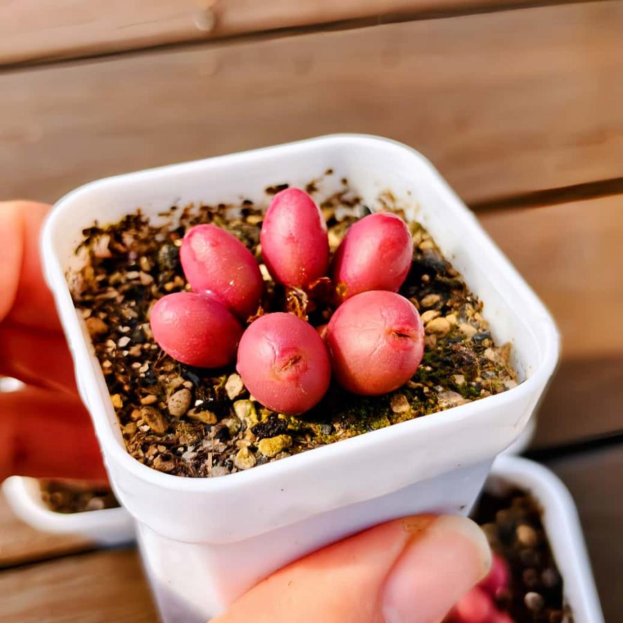 農園直売 多肉植物 寄せ植え レッドグローブ（群）可愛い 観葉植物