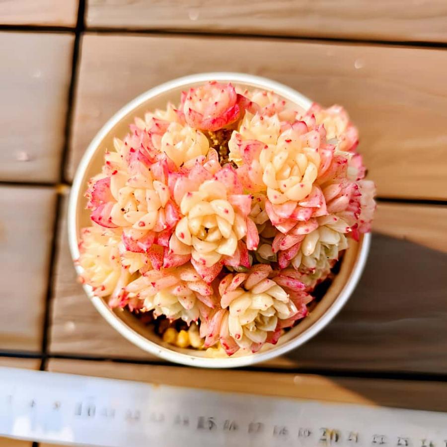 農園直売 多肉植物 寄せ植え アカクラゲ（群）　観葉植物 インテリア　多肉専門VERVE（Yahoo!・多肉専門VERVE）