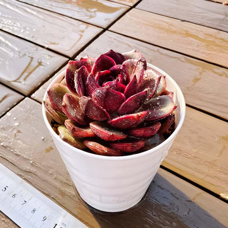 農園直売 多肉植物 寄せ植え 吸血鬼（単） 観葉植物 インテリア 多肉