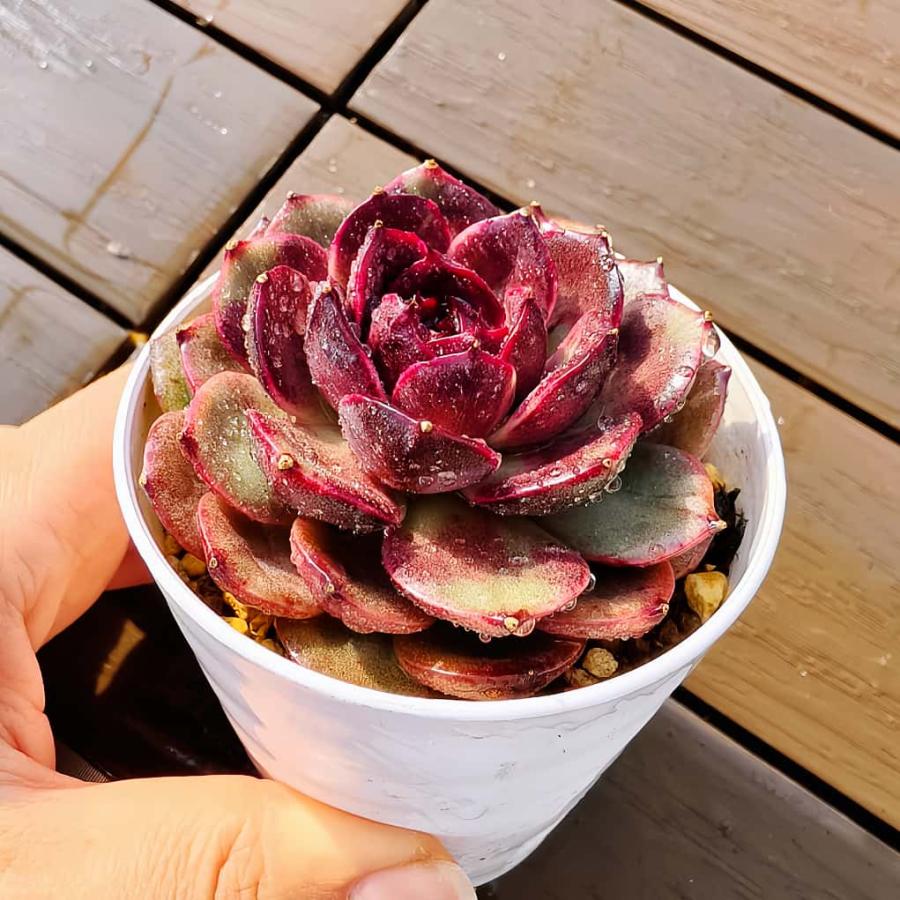 農園直売 多肉植物 寄せ植え 吸血鬼（単） 観葉植物 インテリア 多肉