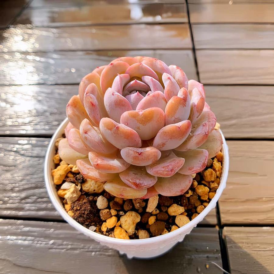 農園直売 多肉植物 寄せ植え エケベリア属 雪顔 (スノーフェイス)（単