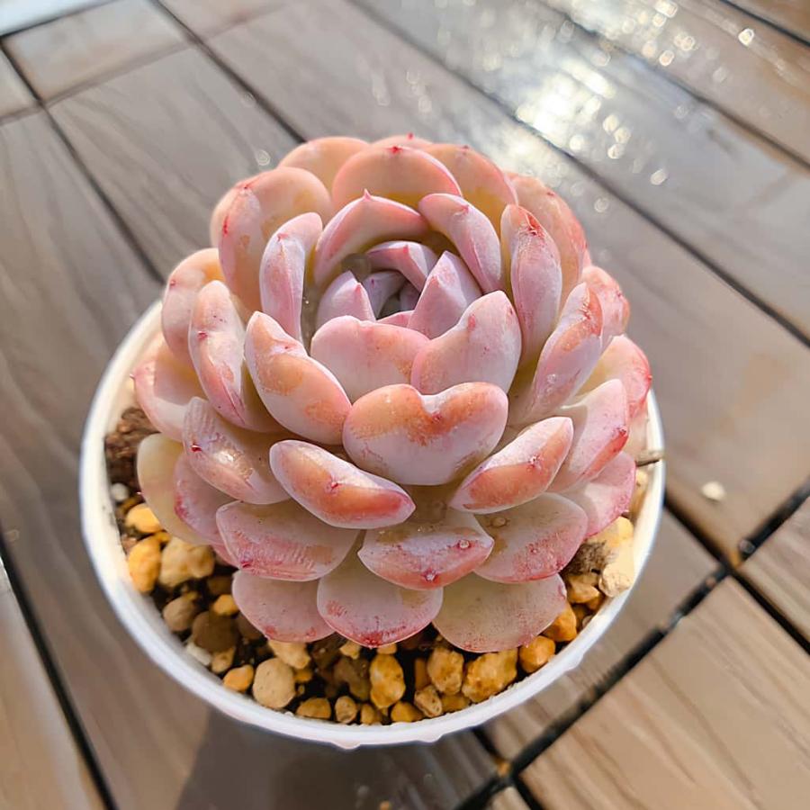 農園直売 多肉植物 寄せ植え エケベリア属 雪顔 (スノーフェイス)（単