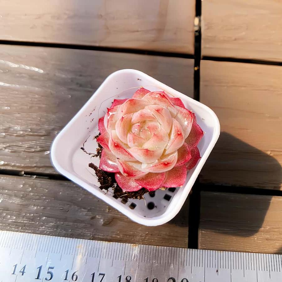 【多肉バイキング】農園直売  寄せ植え エケベリア属　ローズクイーン（単）プラグ苗　ポット苗　観葉植物 多肉植物　インテリア 多肉専門VERVE（Yahoo!・多肉専門VERVE）