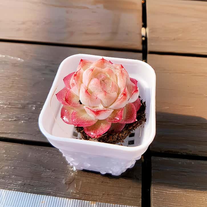 多肉バイキング】農園直売 寄せ植え エケベリア属 ローズクイーン（単