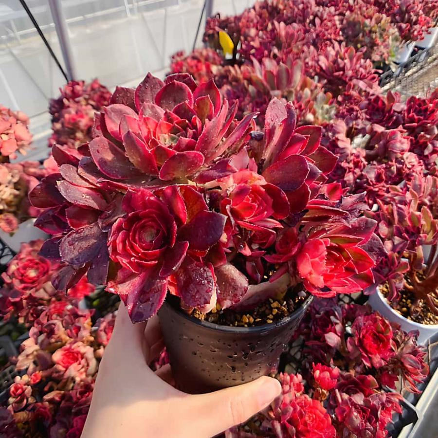 農園直売 多肉植物 アエオニウム 黒魔錦（群）特大 美苗 観葉植物