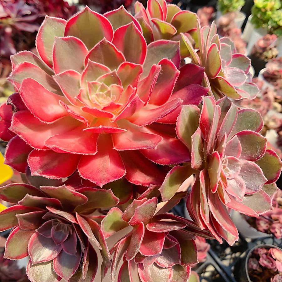 農園直売 多肉植物 アエオニウム 黒魔錦（群）特大 美苗 観葉植物