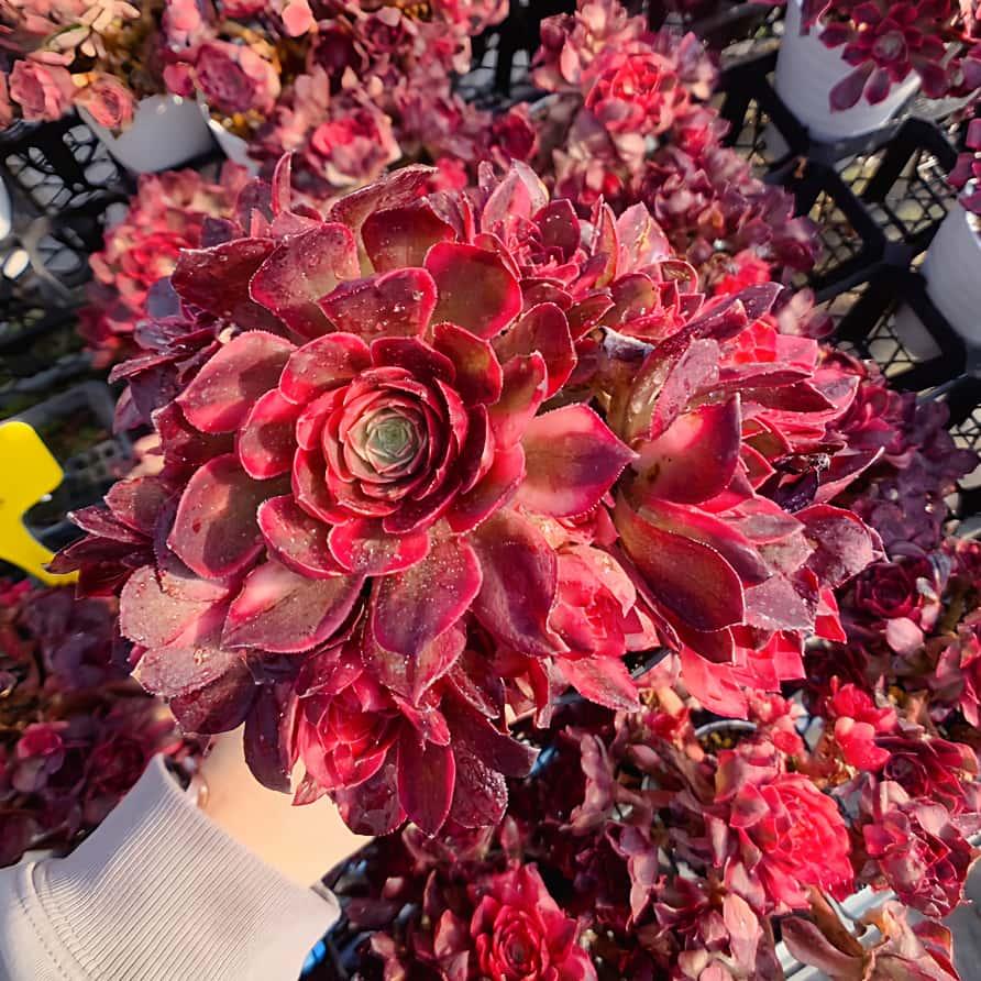 農園直売 多肉植物 アエオニウム 黒魔錦（群）特大 美苗 観葉植物