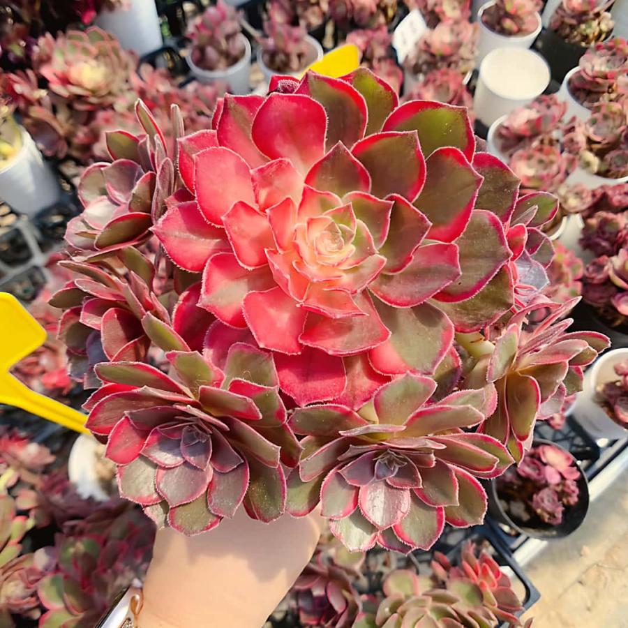 農園直売 多肉植物 アエオニウム 黒魔錦（群）特大 美苗 観葉植物
