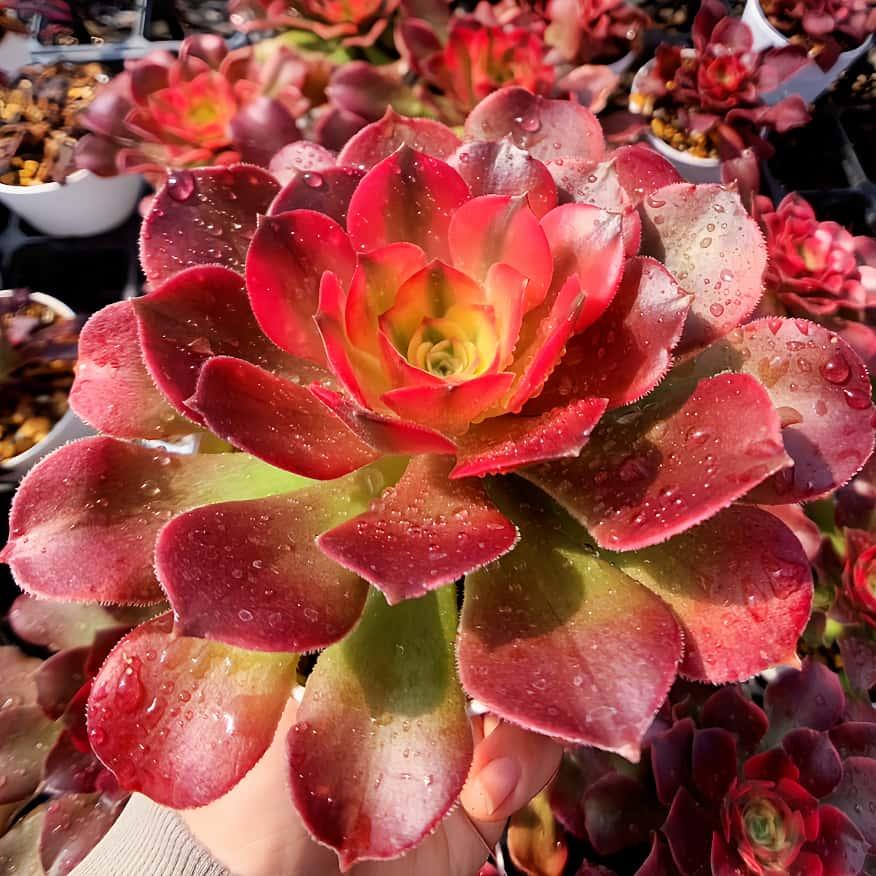 農園直売 多肉植物 アエオニウム 七彩魔女（単）美苗 観葉植物