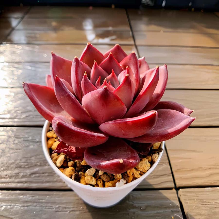 農園直売 多肉植物 寄せ植え エケベリア属 赤糖（単） 観葉植物