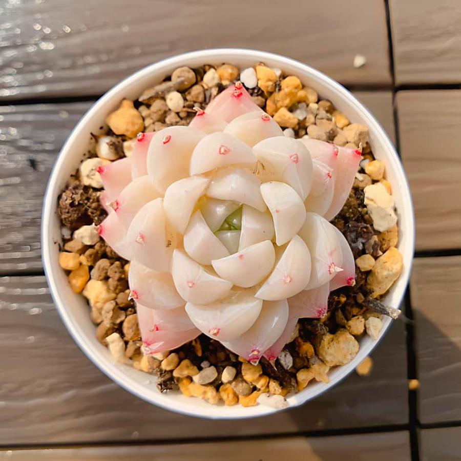 農園直売 多肉植物 寄せ植え エケベリア属 氷川（単） 観葉植物 インテリア　多肉専門VERVE（Yahoo!・多肉専門VERVE）
