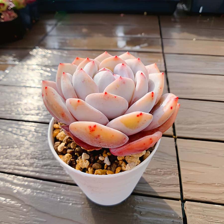 農園直売 多肉植物 寄せ植え エケベリア属 リーリー（単） 観葉植物