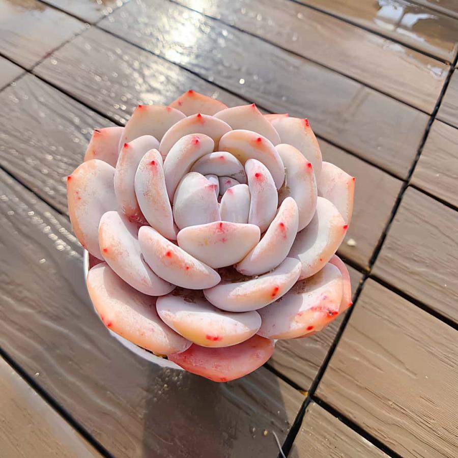 農園直売 多肉植物 寄せ植え エケベリア属 リーリー（単） 観葉植物