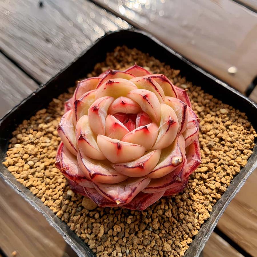 農園直売 多肉植物 寄せ植え エケベリア属 ビリリ（単） 観葉植物