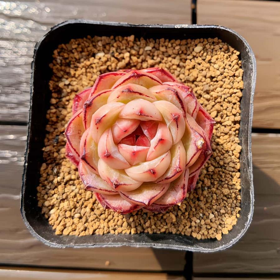 農園直売 多肉植物 寄せ植え エケベリア属 ビリリ（単） 観葉植物