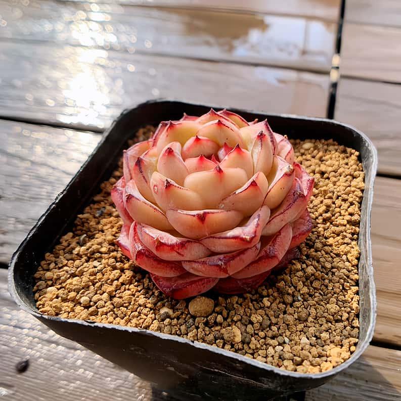 農園直売 多肉植物 寄せ植え エケベリア属 ビリリ（単） 観葉植物