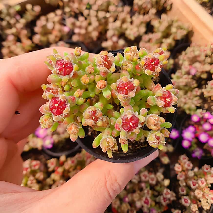 農園直売 多肉植物 寄せ植え ドロサンテマム レッドダイヤモンド（群）観葉植物 インテリア　多肉専門VERVE（Yahoo!・多肉専門VERVE）