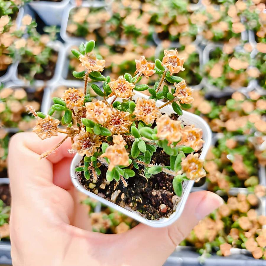 農園直売 多肉植物 寄せ植え ドロサンテマム レッドダイヤモンド（群
