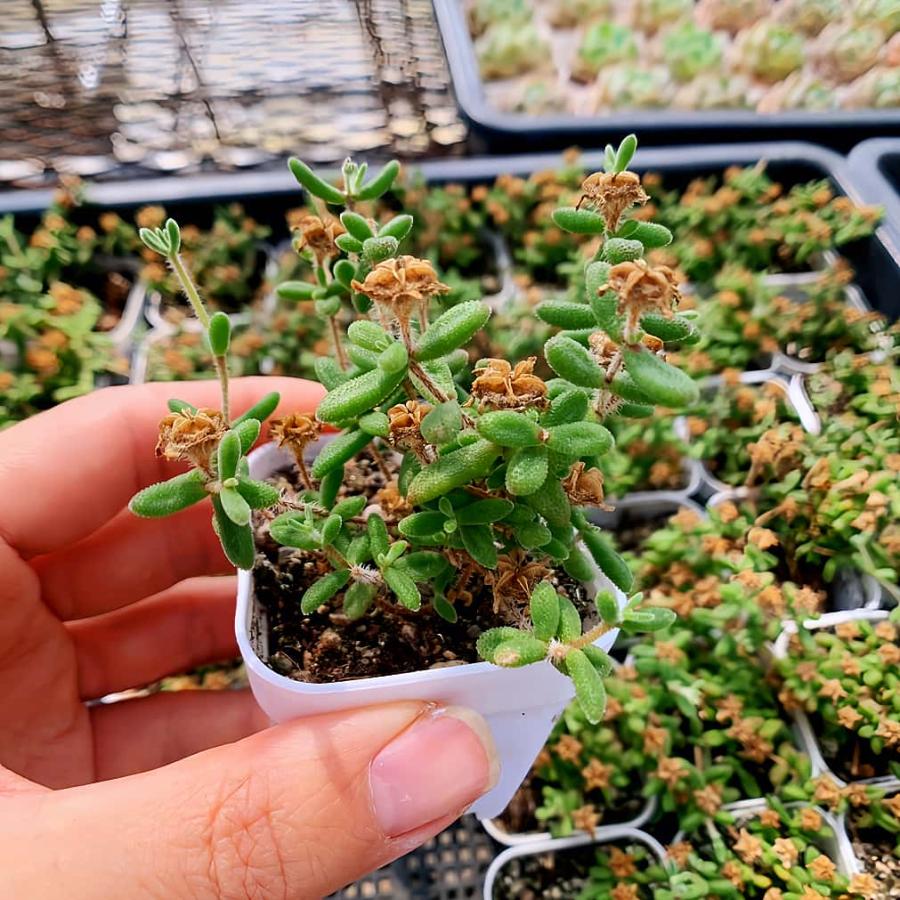 農園直売 多肉植物 寄せ植え ドロサンテマム レッドダイヤモンド（群