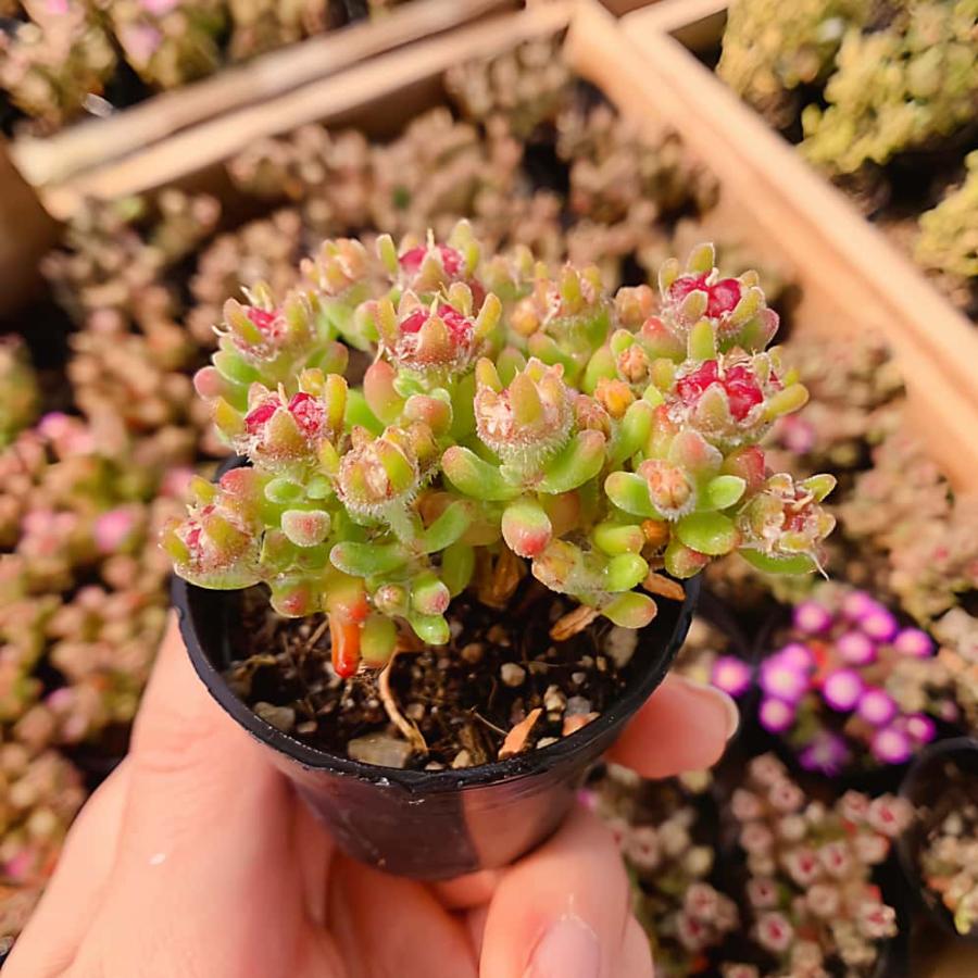 農園直売 多肉植物 寄せ植え ドロサンテマム レッドダイヤモンド（群