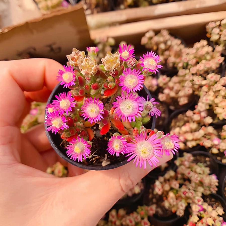 農園直売 多肉植物 寄せ植え ドロサンテマム レッドダイヤモンド（群