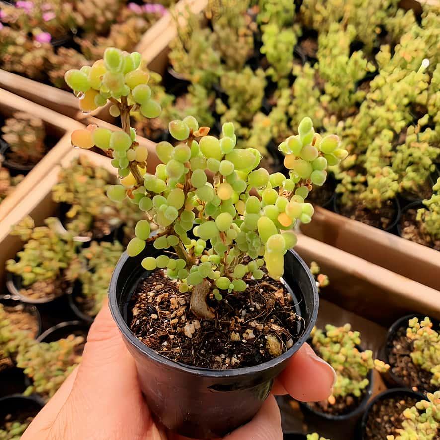 rokochan さま　2苗 農園直売 多肉植物 寄せ植え ドロサンテマム 米粒（群）観葉植物