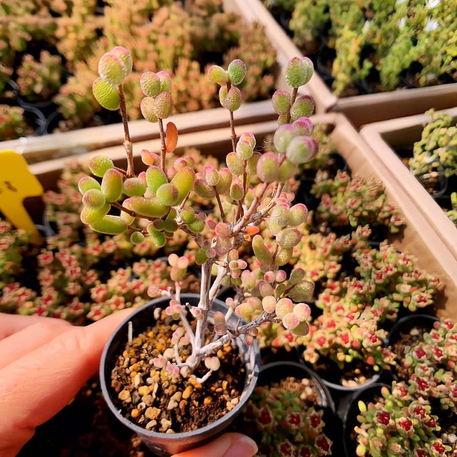 2026年6月】多肉植物センペルビウムのおすすめ人気ランキング - Yahoo