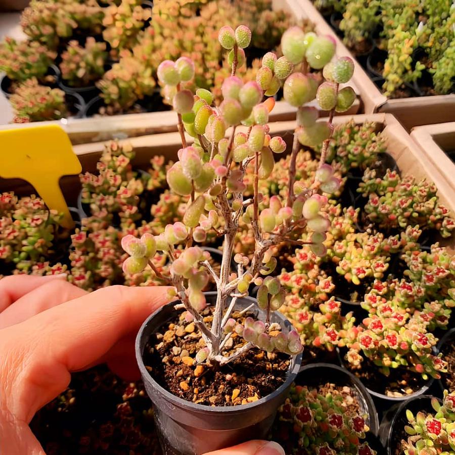 農園直売 多肉植物 寄せ植え ドロサンテマム 白虎班錦（群）観葉植物