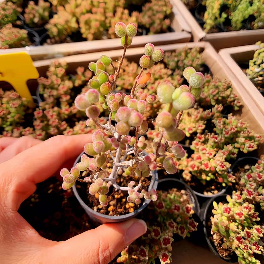 農園直売 多肉植物 寄せ植え ドロサンテマム 白虎班錦（群）観葉植物