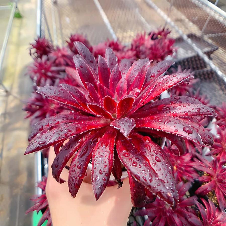農園直売 多肉植物 寄せ植え アエオニウム属　朱雀（子株付き）　観葉植物 インテリア　多肉専門VERVE（Yahoo!・多肉専門VERVE）