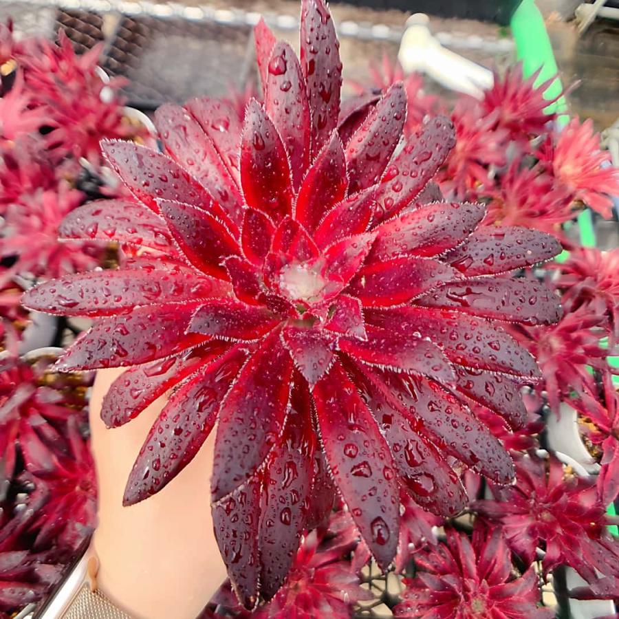 農園直売 多肉植物 寄せ植え アエオニウム属 朱雀（子株付き） 観葉