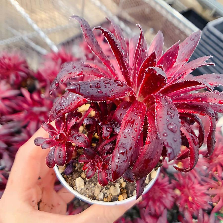 農園直売 多肉植物 寄せ植え アエオニウム属 朱雀（子株付き） 観葉