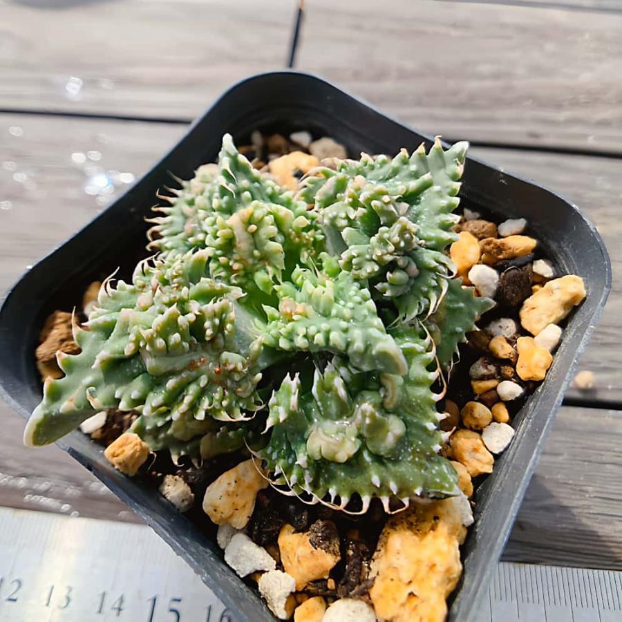 農園直売 多肉植物 フォーカリア 獅子波 sisinami メセン 観葉植物