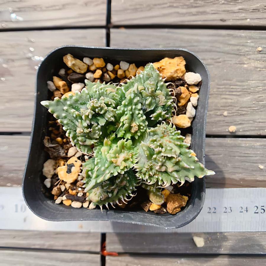 農園直売 多肉植物 フォーカリア 獅子波 sisinami メセン 観葉植物