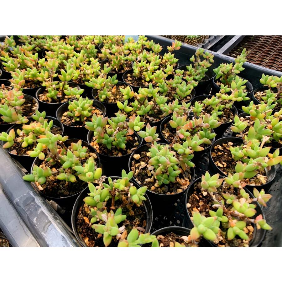 農園直売 多肉植物 寄せ植え ドロサンテマム エブルネウム（群）観葉