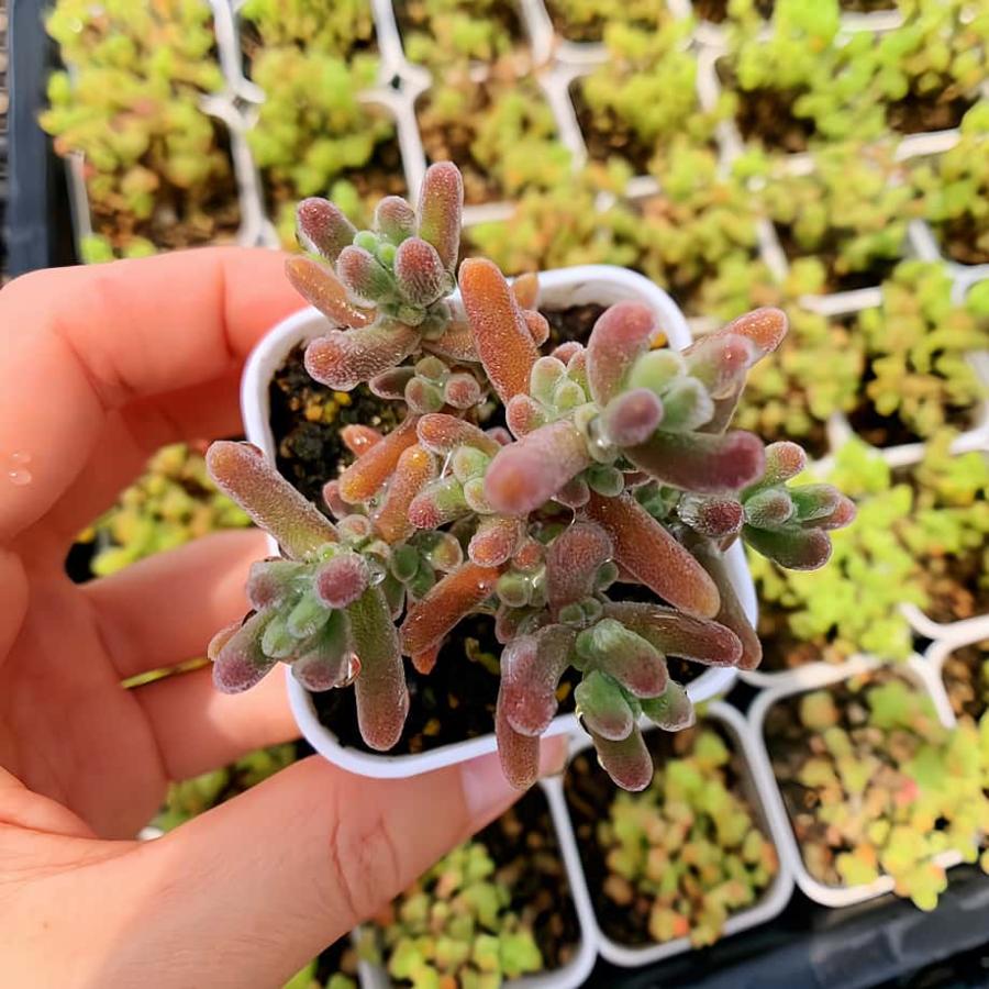 農園直売 多肉植物 寄せ植え ドロサンテマム 九尾狐（群）観葉植物
