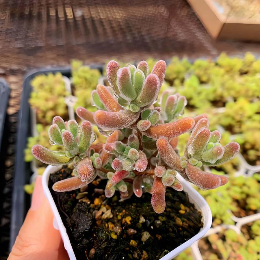 農園直売 多肉植物 寄せ植え ドロサンテマム 九尾狐（群）観葉植物