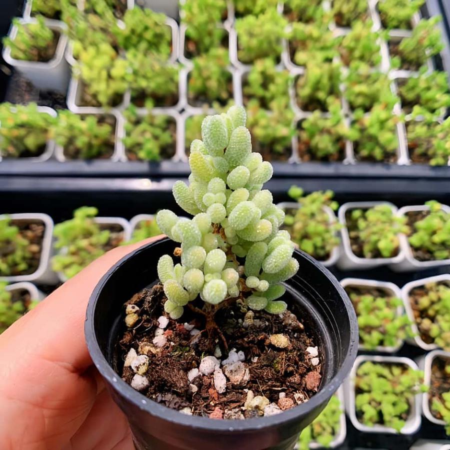 農園直売 多肉植物 寄せ植え ドロサンテマム 氷砂糖錦（群）観葉植物